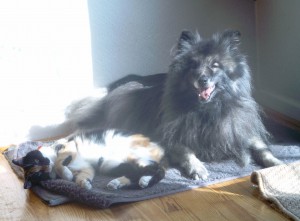 Kitty und Otto teilen sich einen Sonnenstrahl